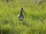 afrikaanse snip  Afrikaanse Snippe - African Snipes